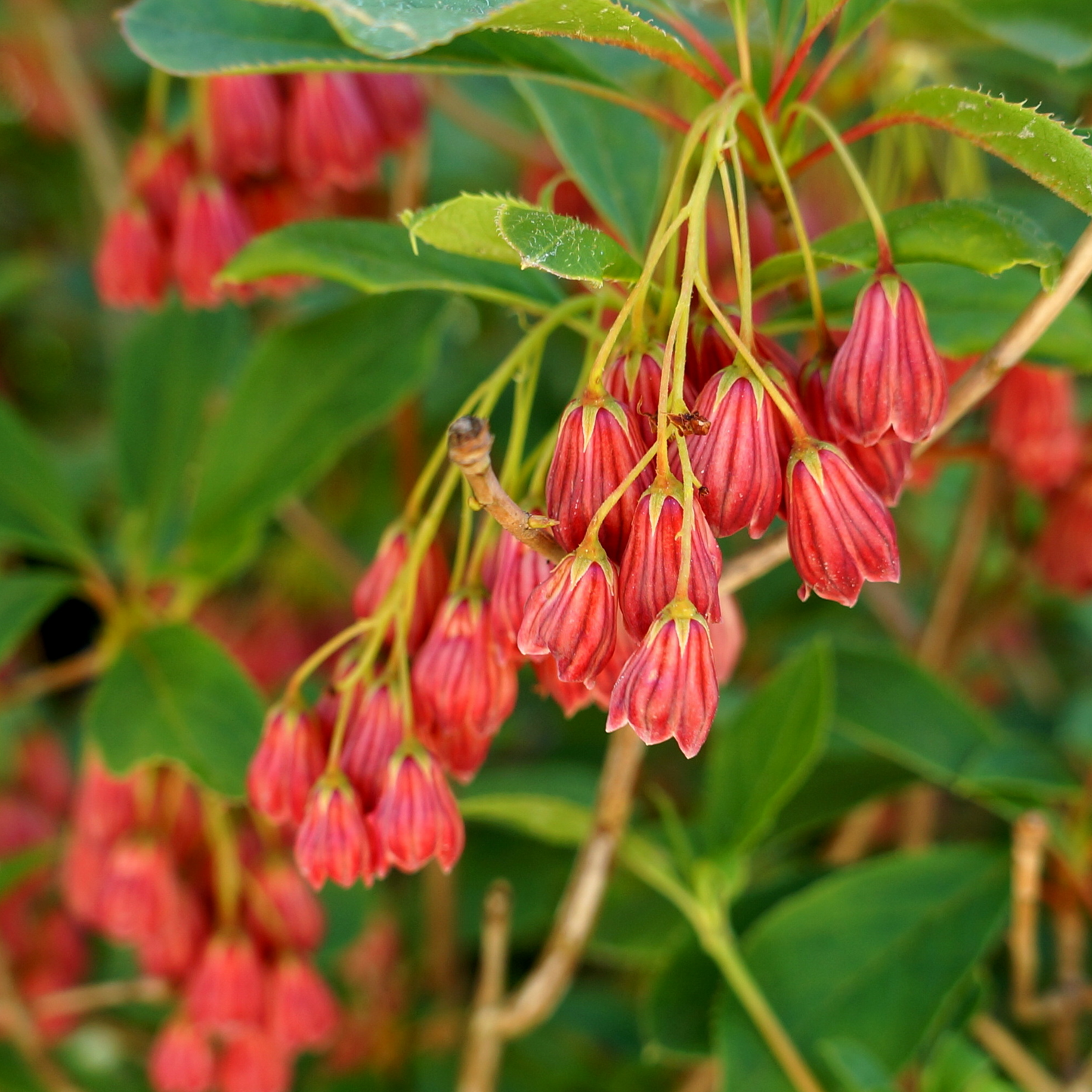 Enkianthus Red Bells (9cm)