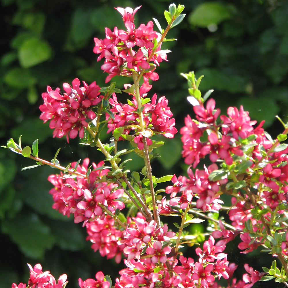 Escallonia Red Elf (9cm)