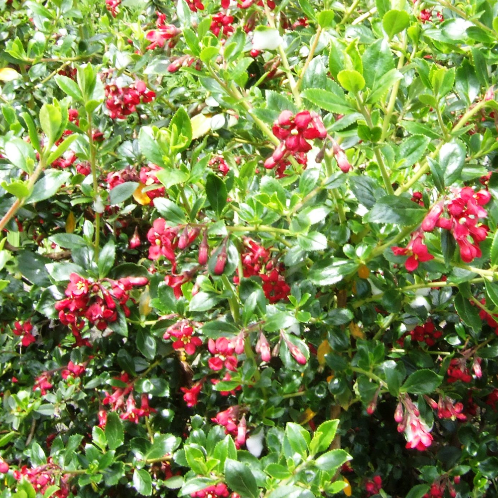 Escallonia Red Elf (9cm)