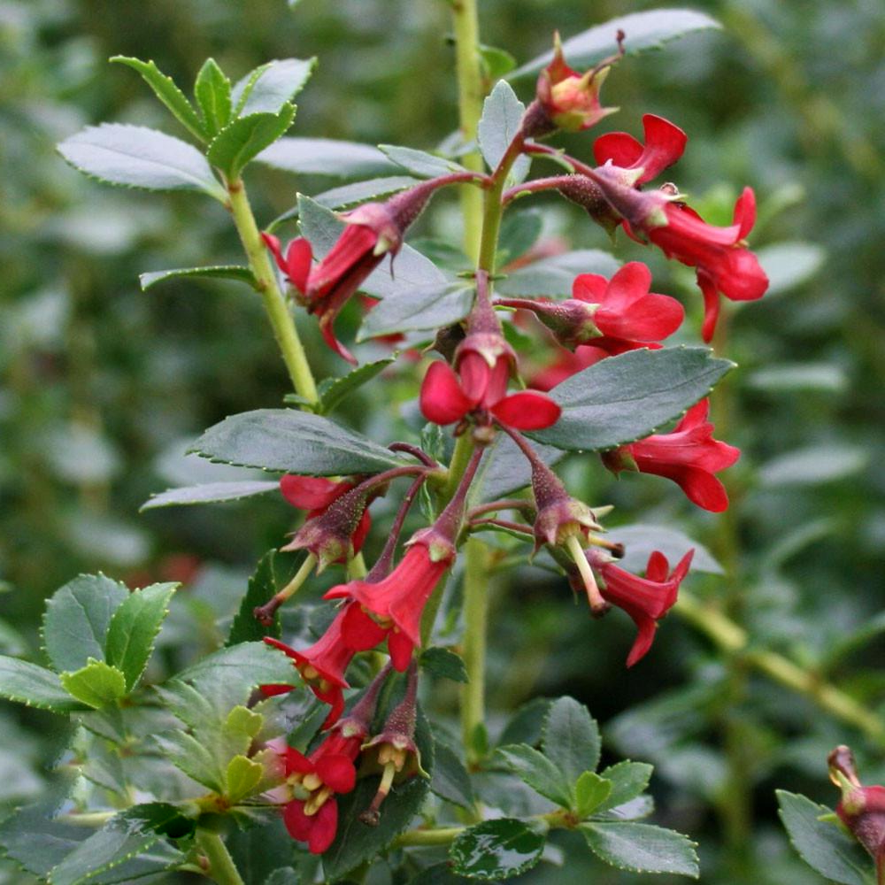 Escallonia Red Elf (9cm)