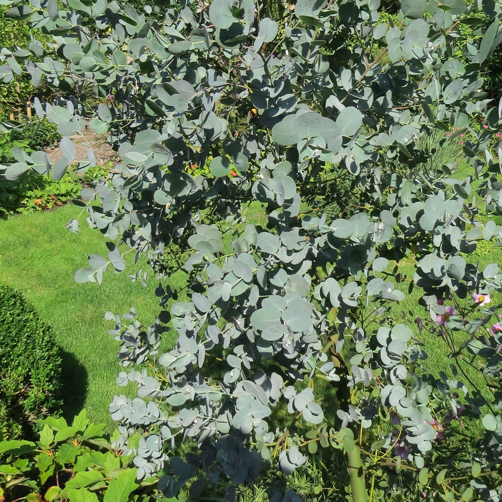 Eucalyptus Azura Tree (12L, 5-6ft)