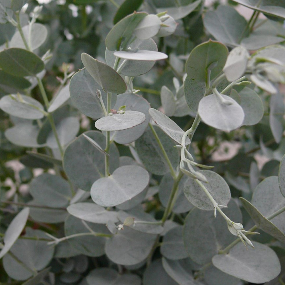 Eucalyptus Azura Tree (12L, 5-6ft)