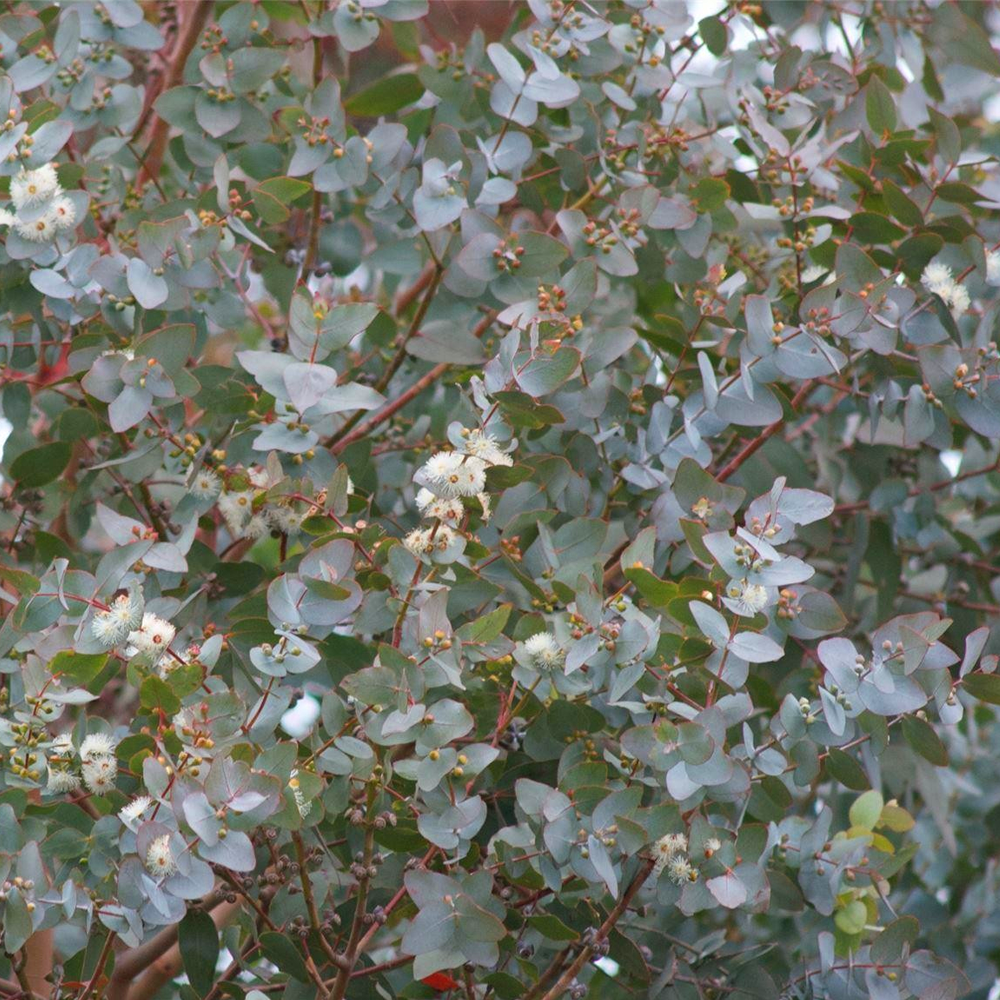 Eucalyptus Azura Tree (12L, 5-6ft)