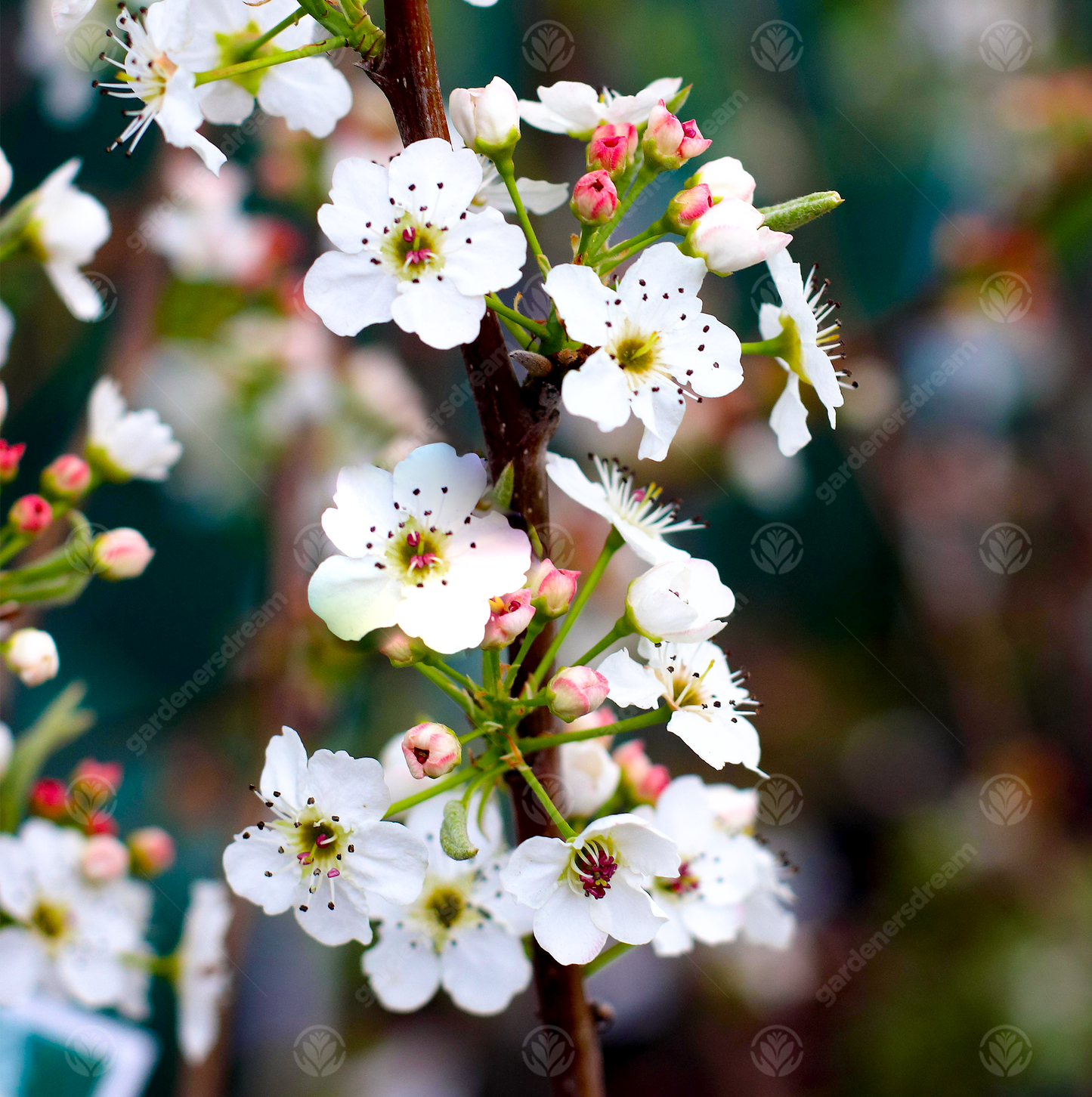 Pyrus Chanticleer Tree (12L, 5-6ft)