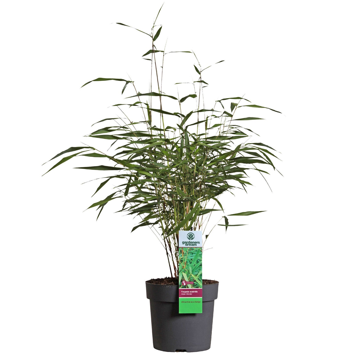 Fargesia Asian Wonder (14cm, V2)