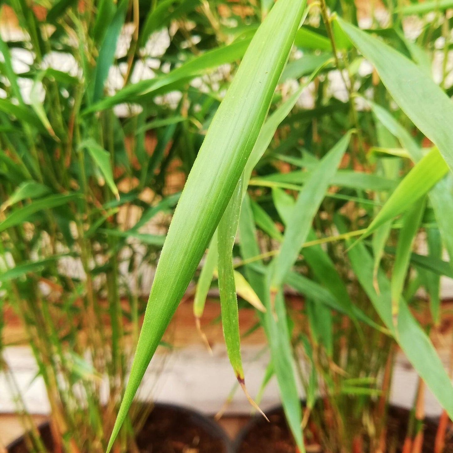 Fargesia Asian Wonder (14cm, V2)