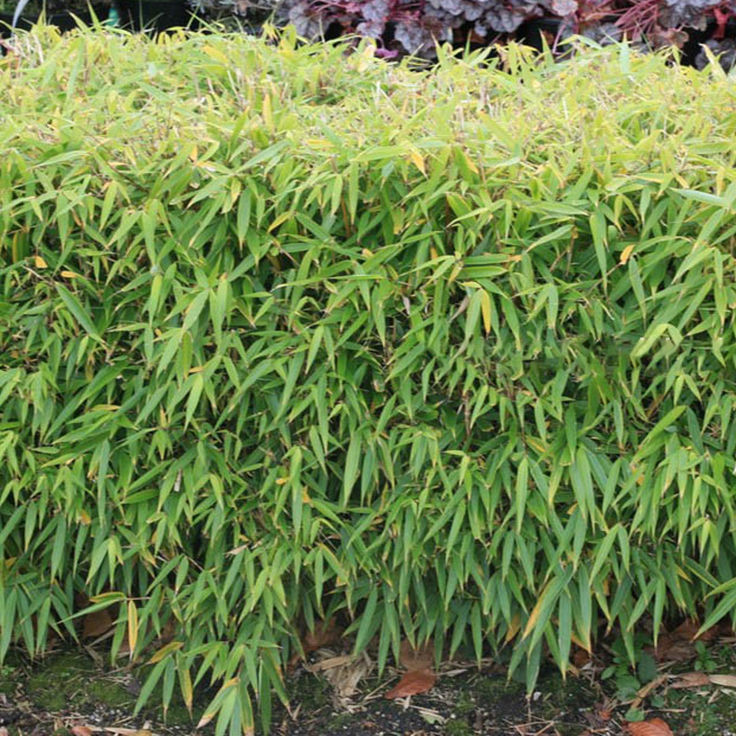 Fargesia Robusta Pingwu (14cm, V3)