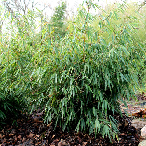 Fargesia Robusta Pingwu (14cm, V3)