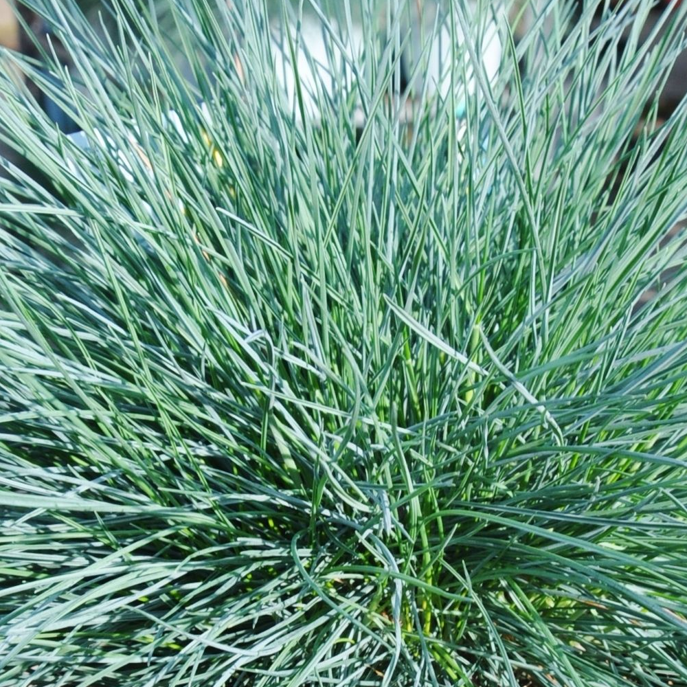 Festuca Intense Blue (9cm)