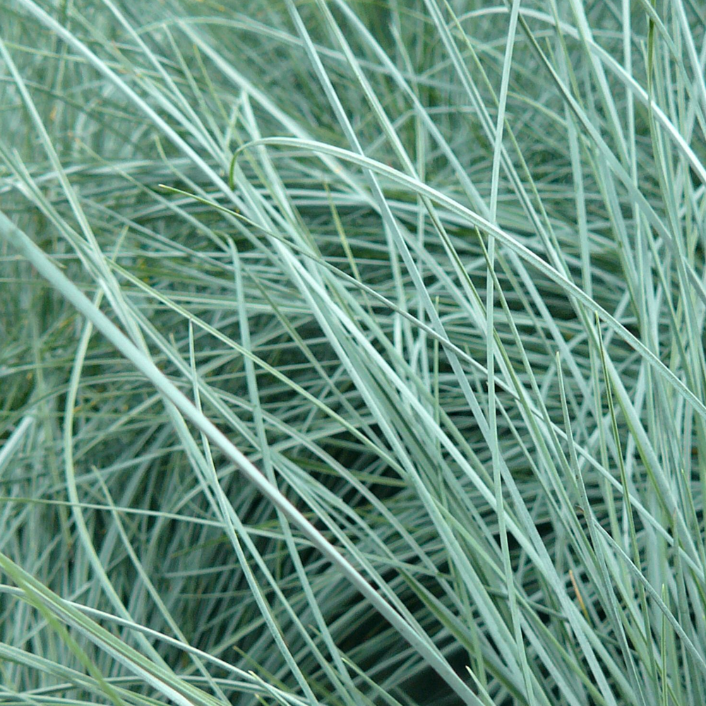 Festuca Intense Blue (9cm)