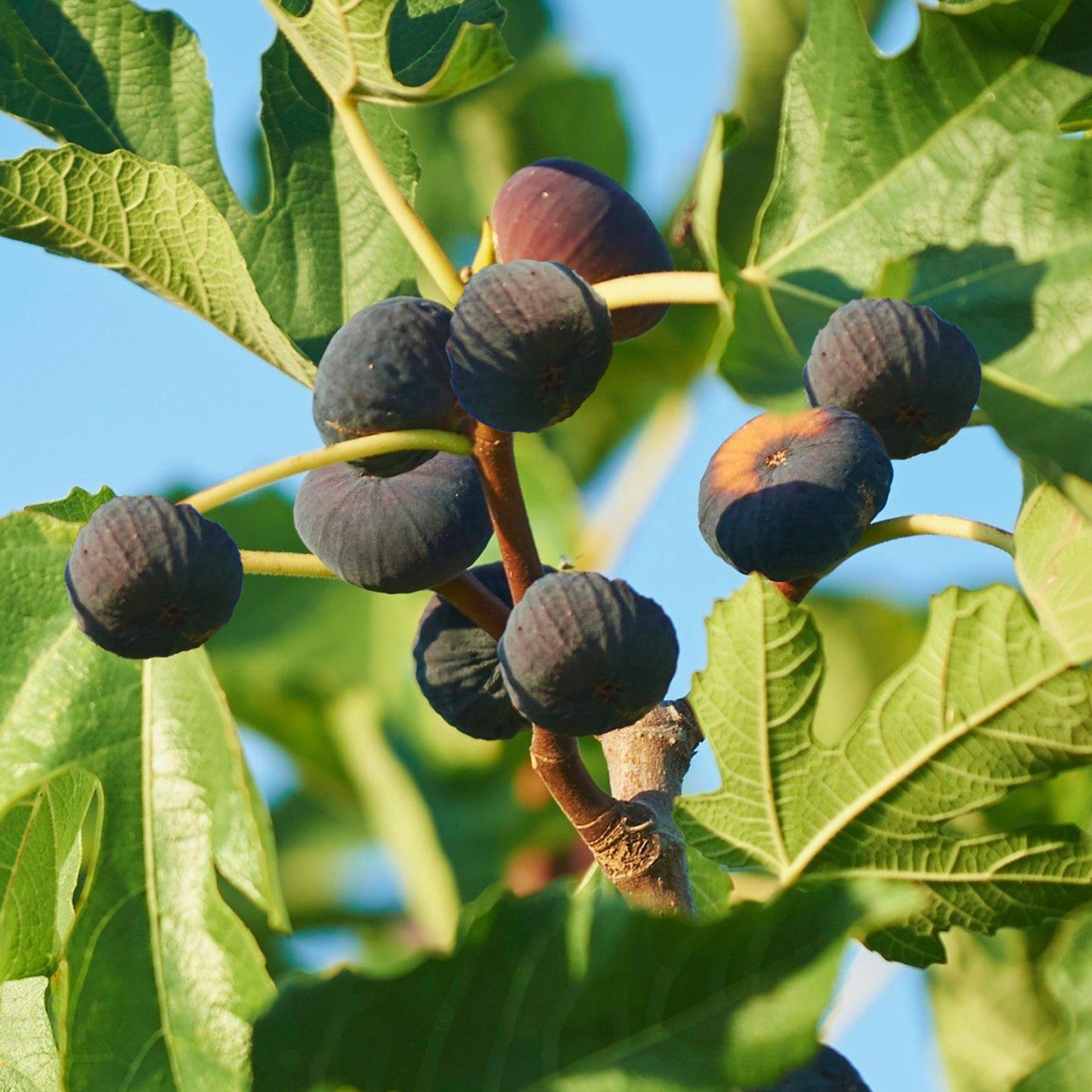 Ficus Brown Turkey