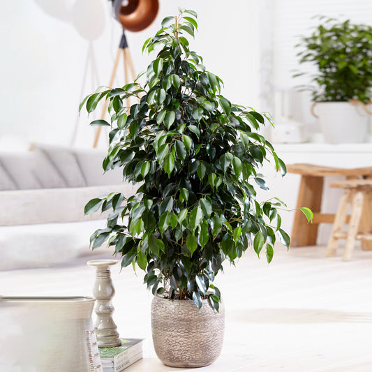 Ficus Benjamina Danielle