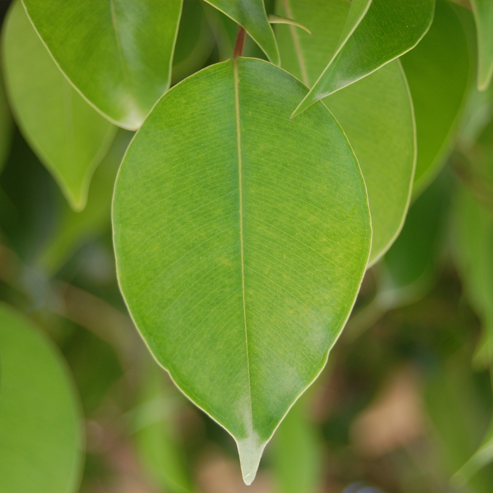 Ficus Ginseng (12cm)