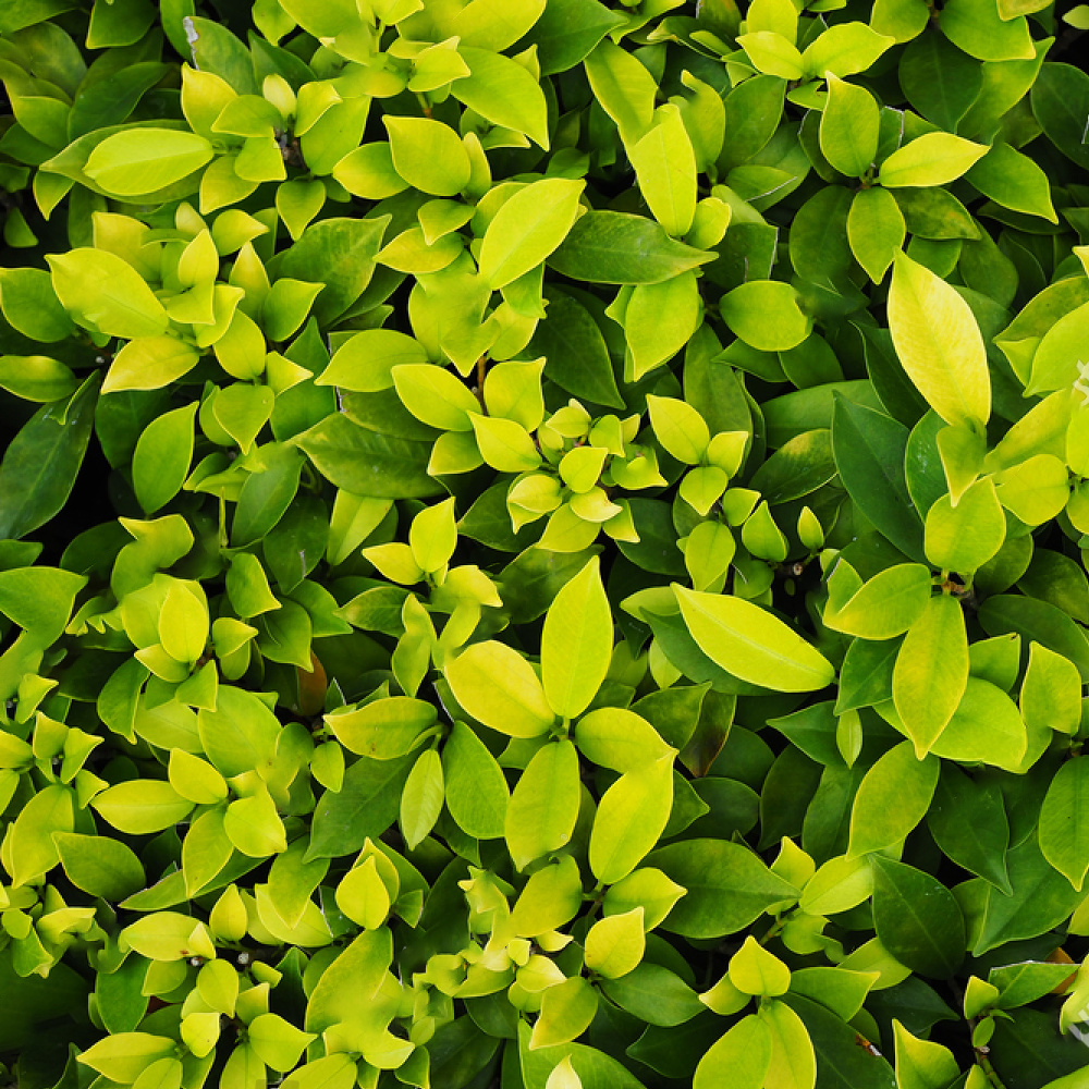 Ficus Ginseng (12cm)