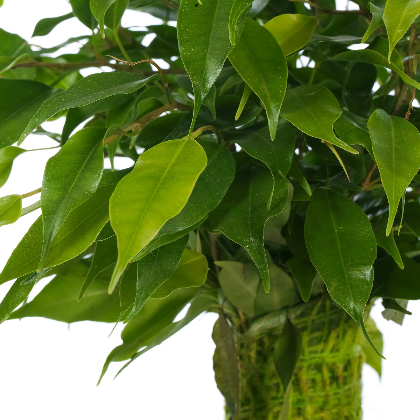 Ficus benjamina Green Kinky (14cm)