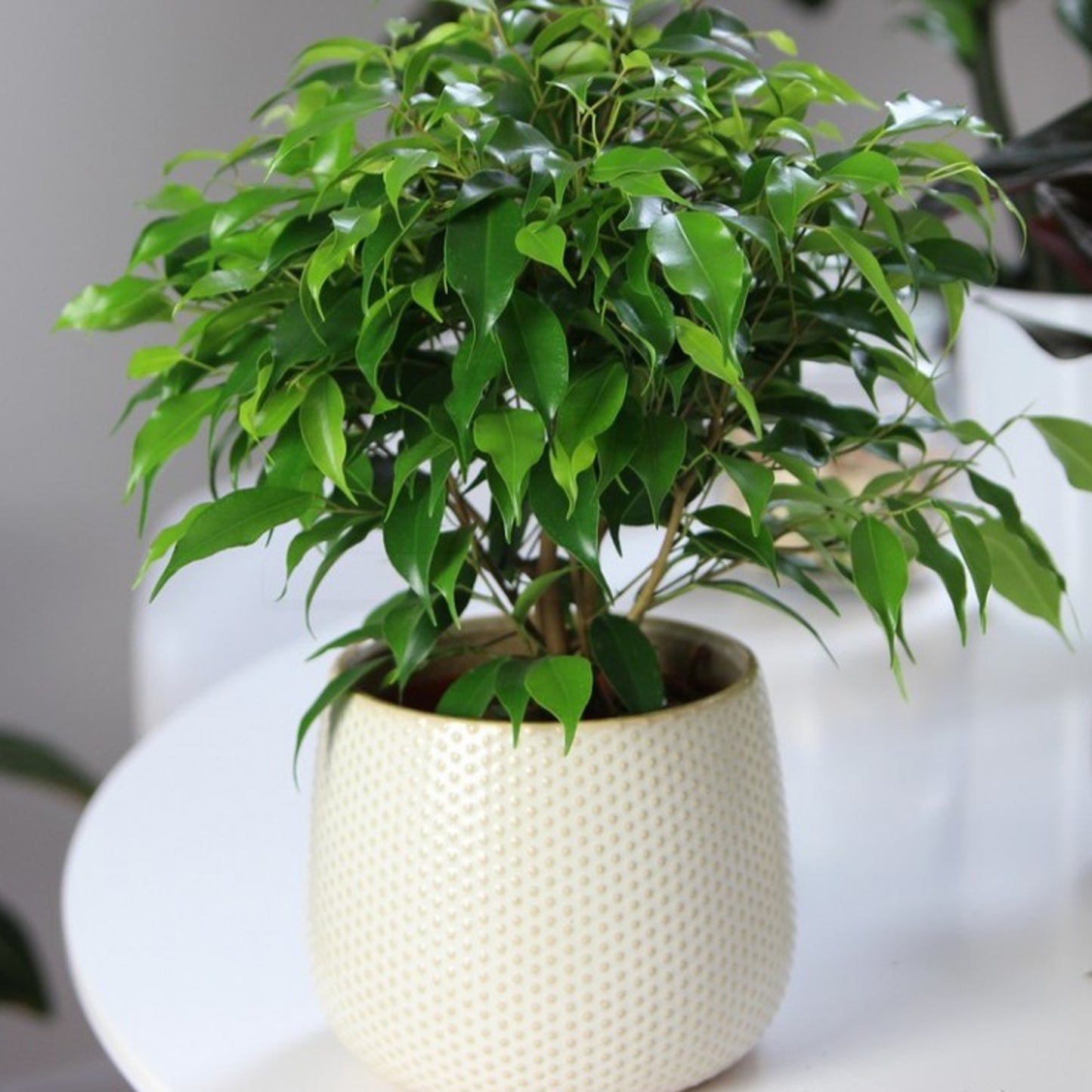 Ficus benjamina Green Kinky (14cm)