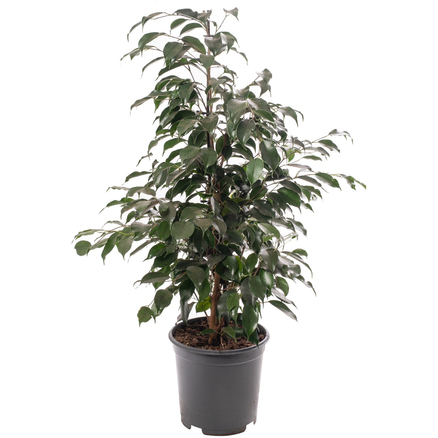 Ficus Benjamina Danielle
