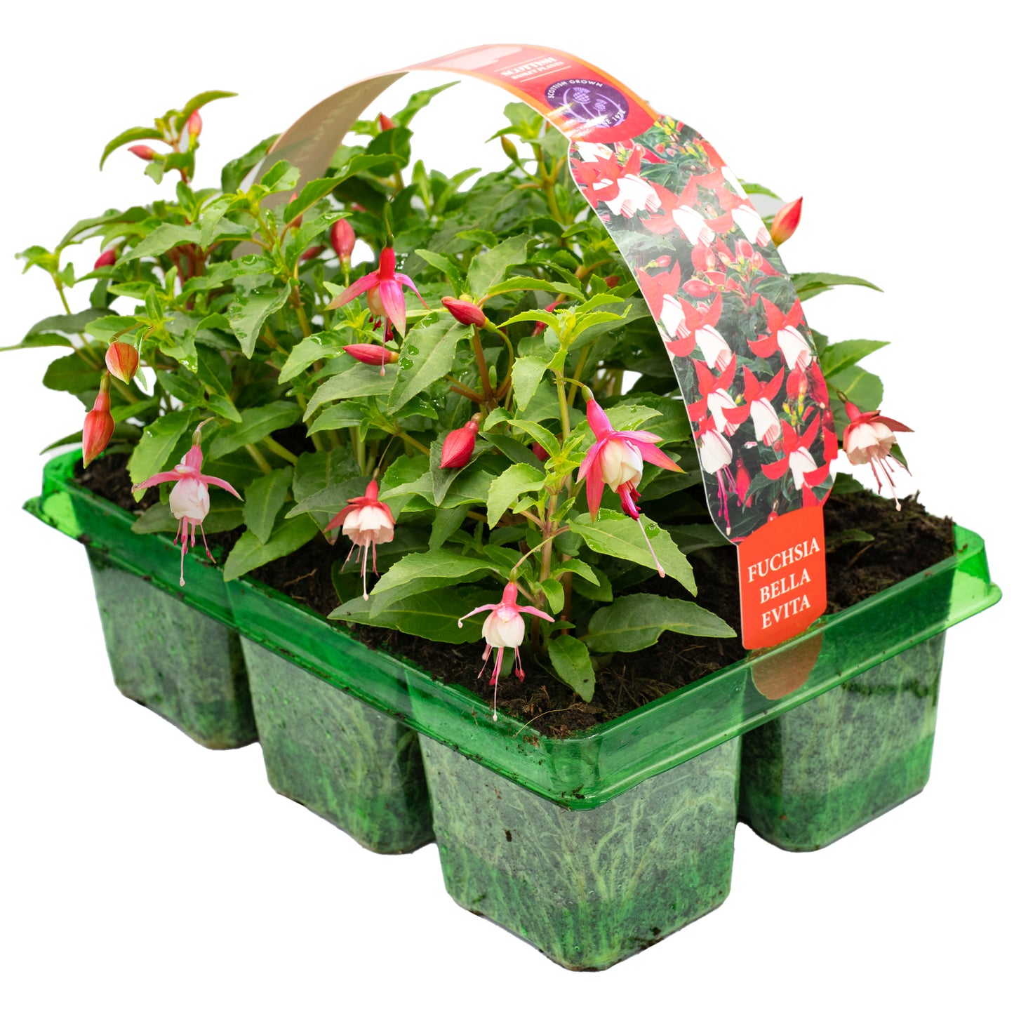 Basket Plants - Fuchsia Bush Bella Evita (6 Pack)