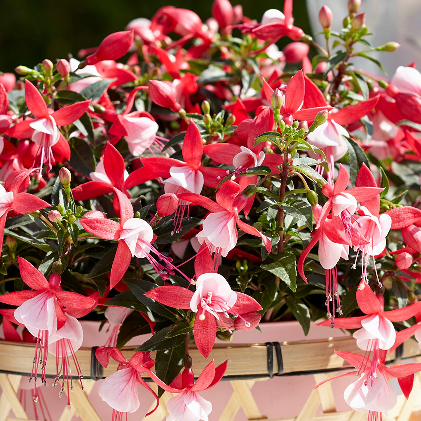 Basket Plants - Fuchsia Bush Bella Evita (6 Pack)