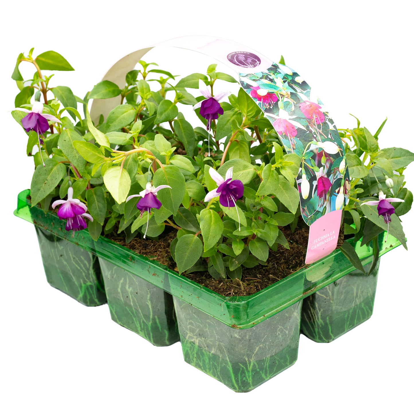 Basket Plants - Fuchsia Trailing La Campanella (6 Pack)