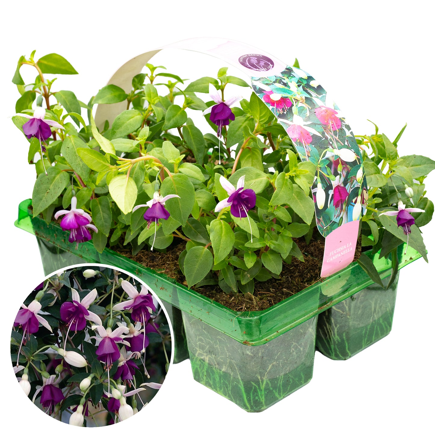 Basket Plants - Fuchsia Trailing La Campanella (6 Pack)