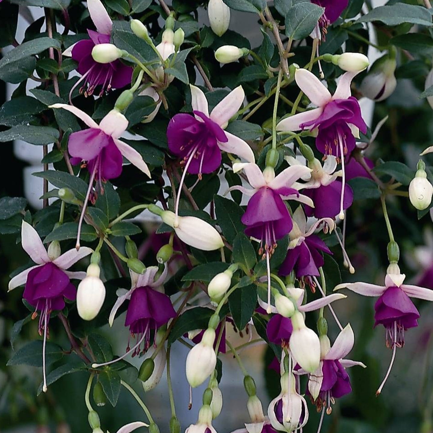 Basket Plants - Fuchsia Trailing La Campanella (6 Pack)