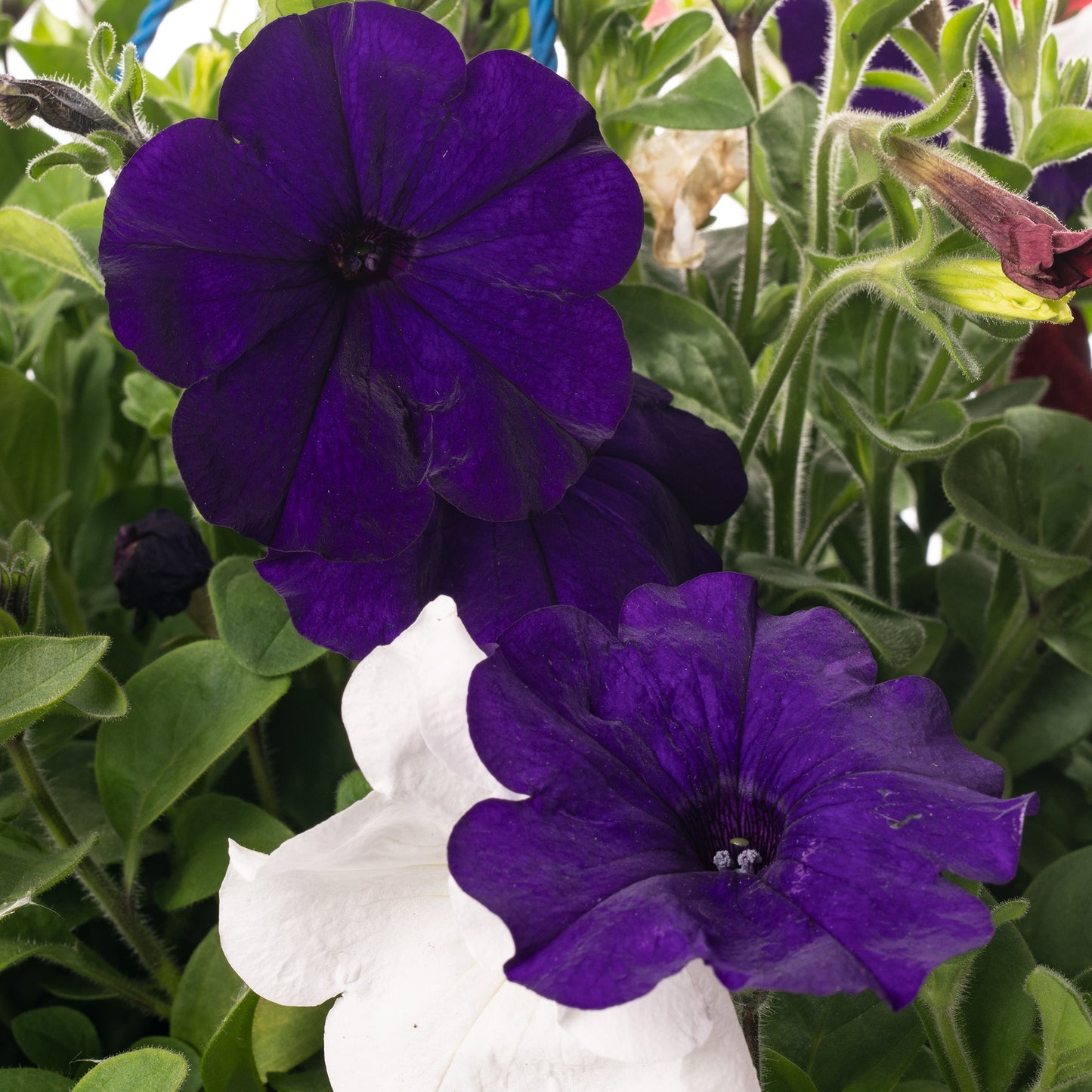 Hanging Basket - British Red, White, Blue