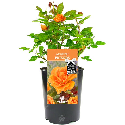 ABSENT FRIEND ROSE - Absent Friend Rose Bush