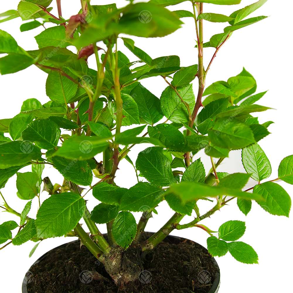 ABSENT FRIEND ROSE - Absent Friend Rose Bush