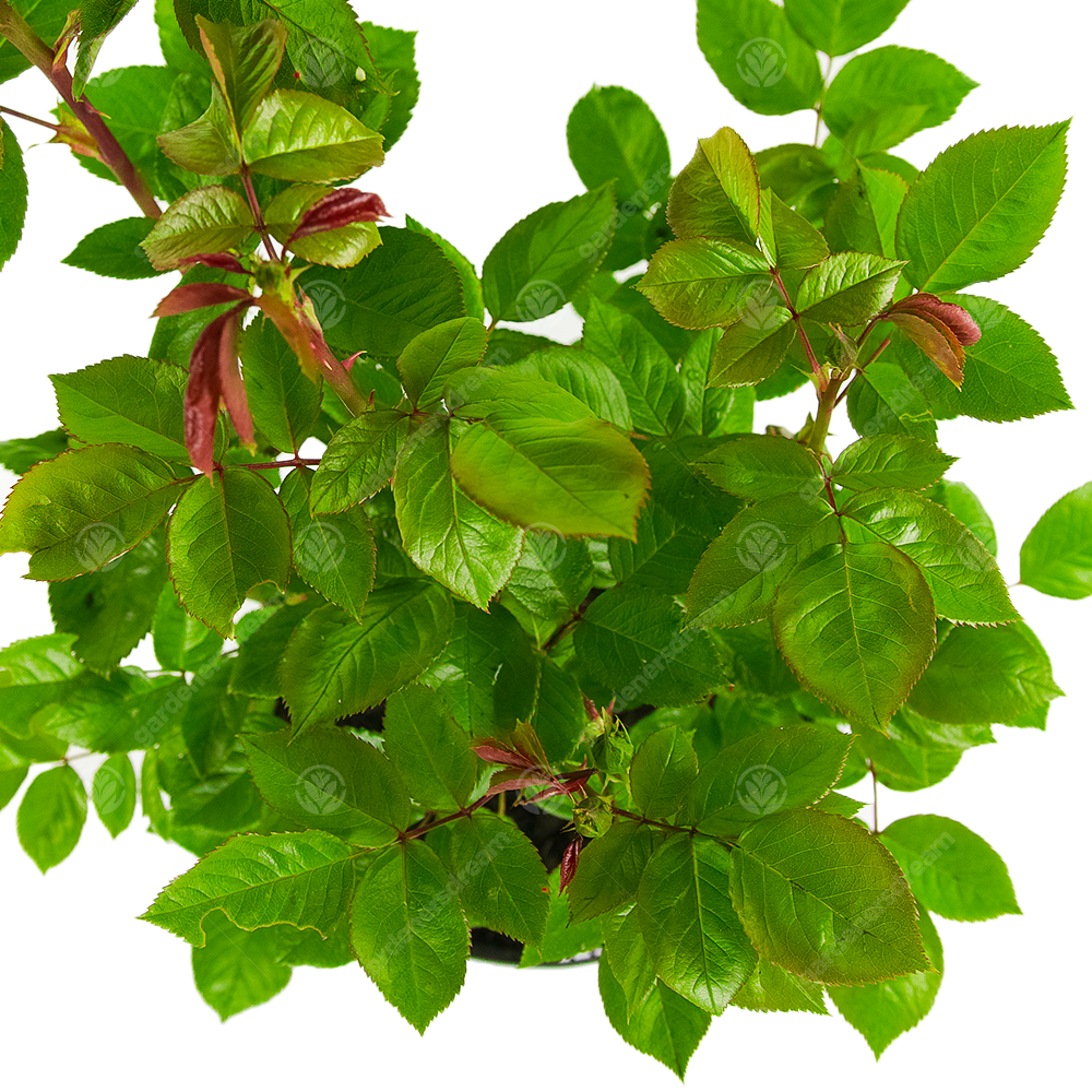 ABSENT FRIEND ROSE - Absent Friend Rose Bush