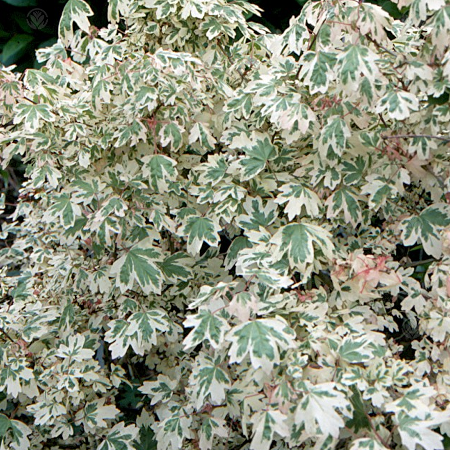 Acer Carnival Tree (12L, 5-6ft)