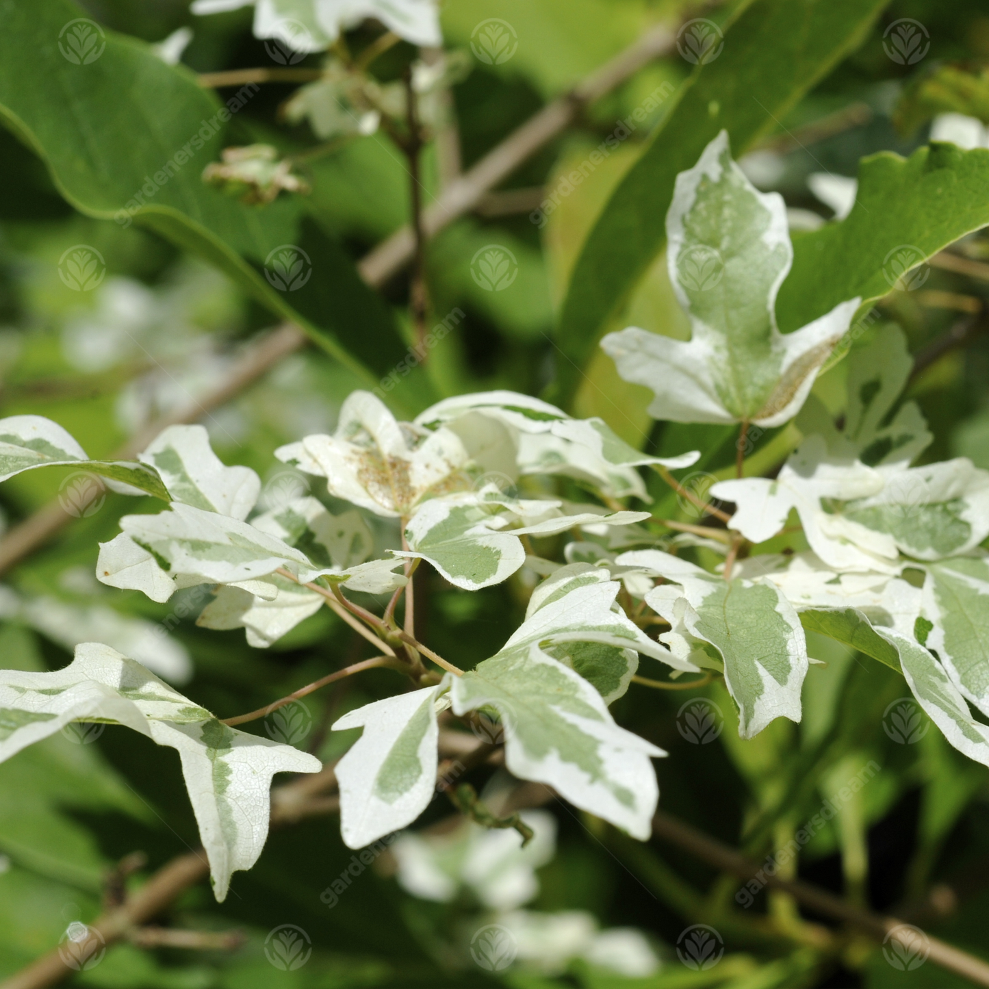 Acer Carnival Tree (12L, 5-6ft)