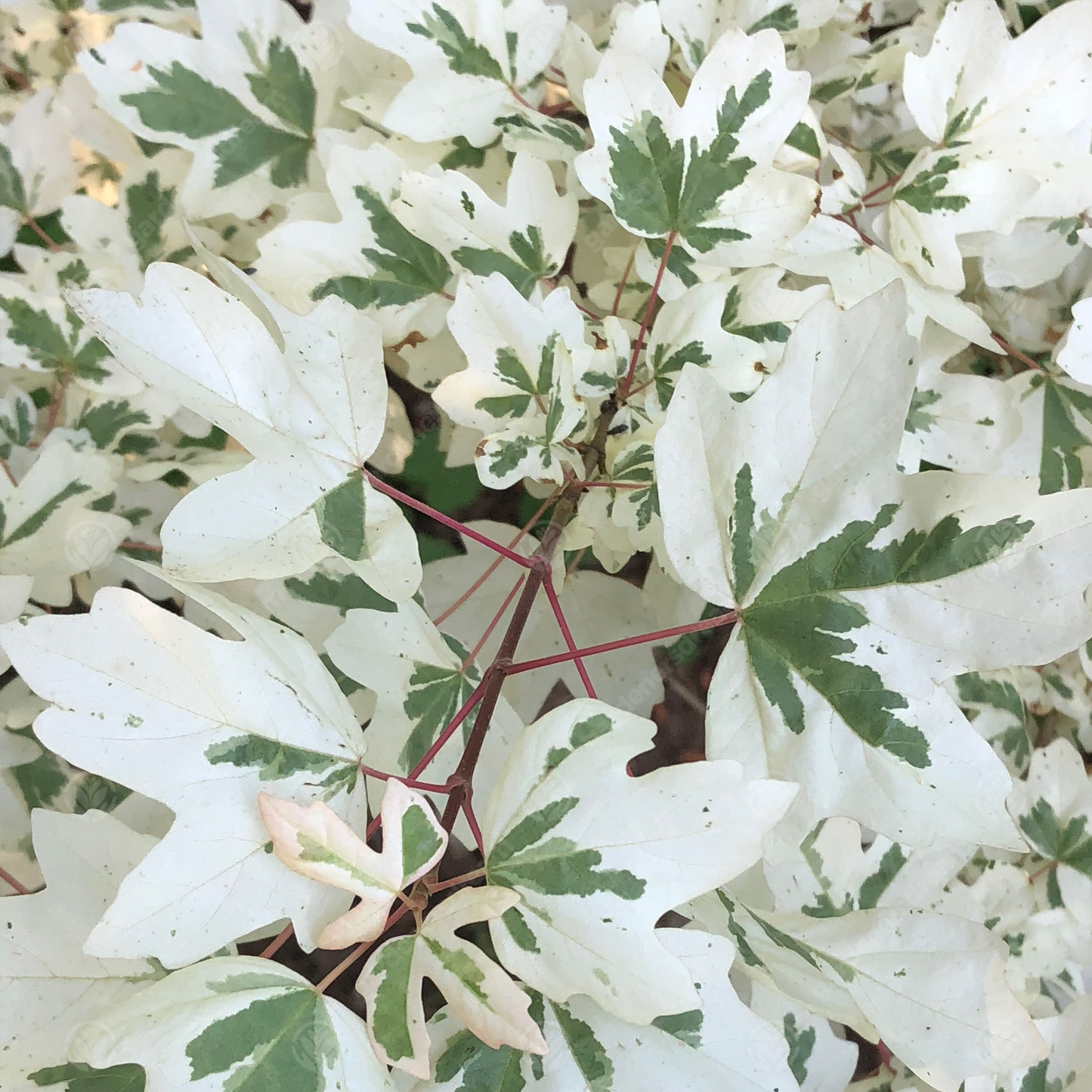 Acer Carnival Tree (12L, 5-6ft)