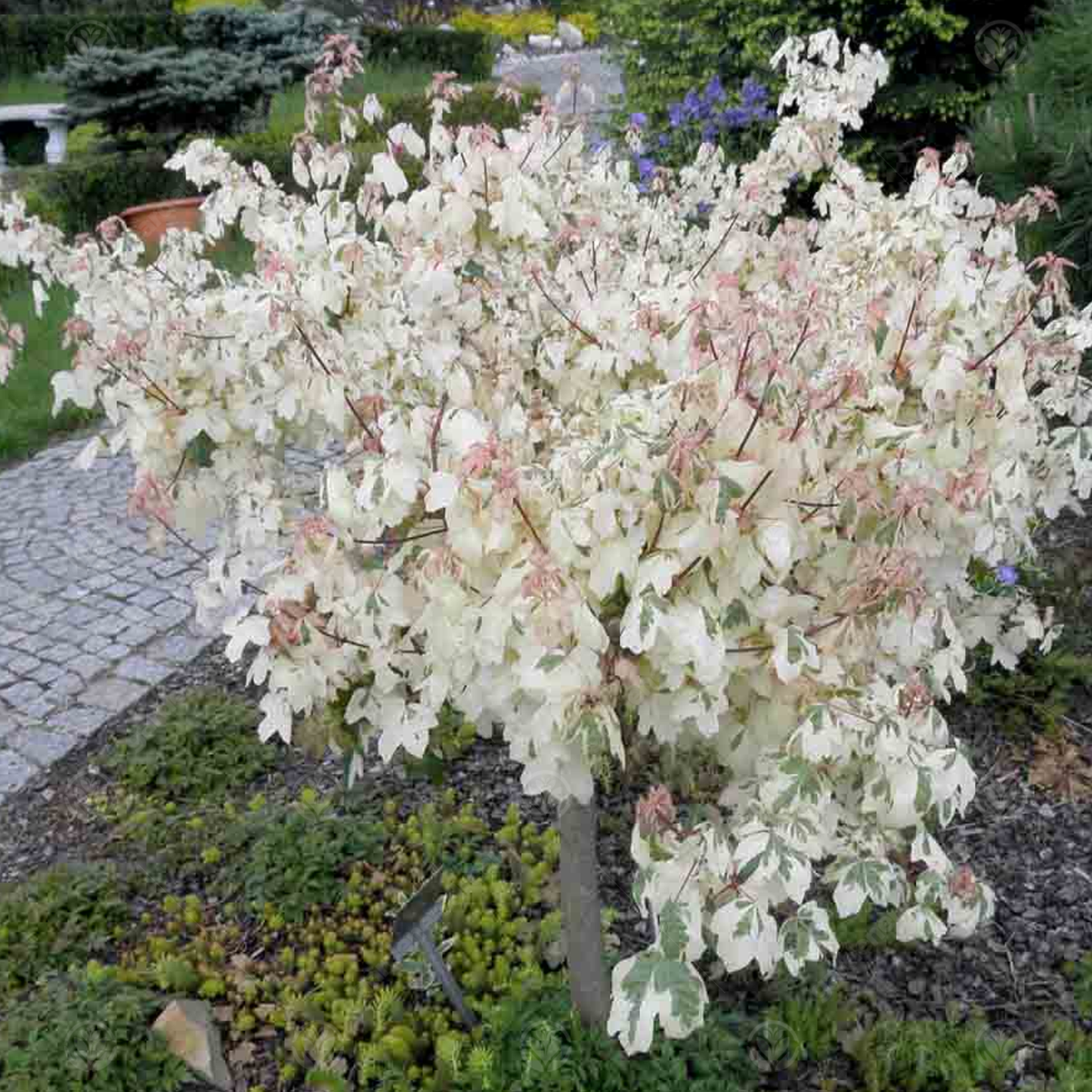 Acer Carnival Tree (12L, 5-6ft)