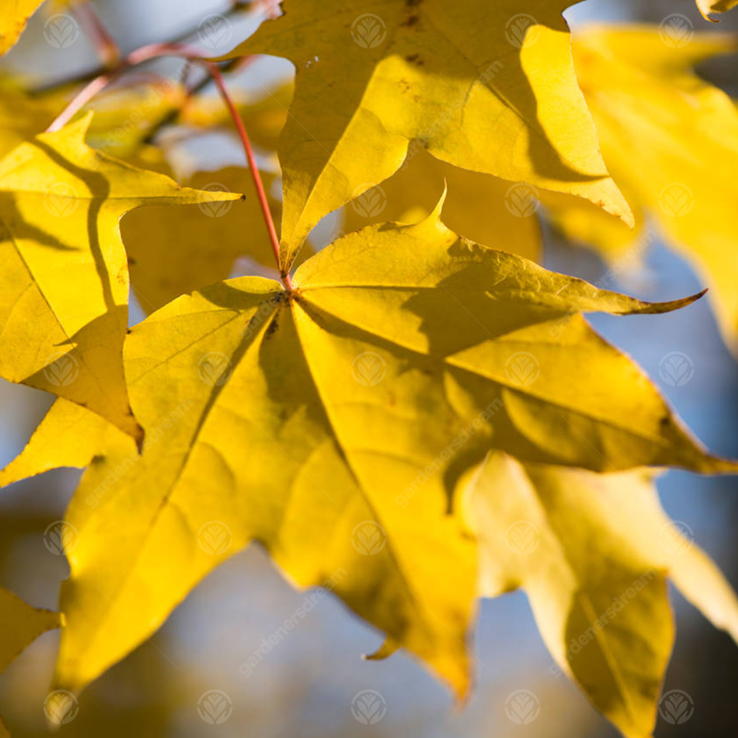 Acer Aureum Tree (12L, 5-6ft)