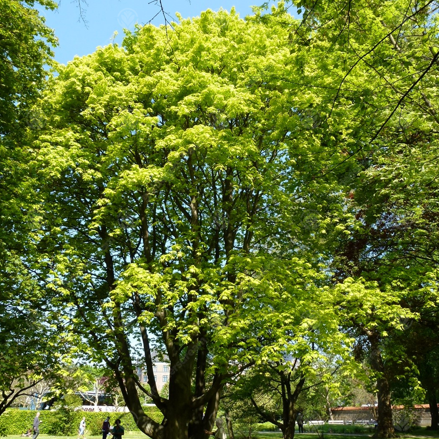 Acer Aureum Tree (12L, 5-6ft)