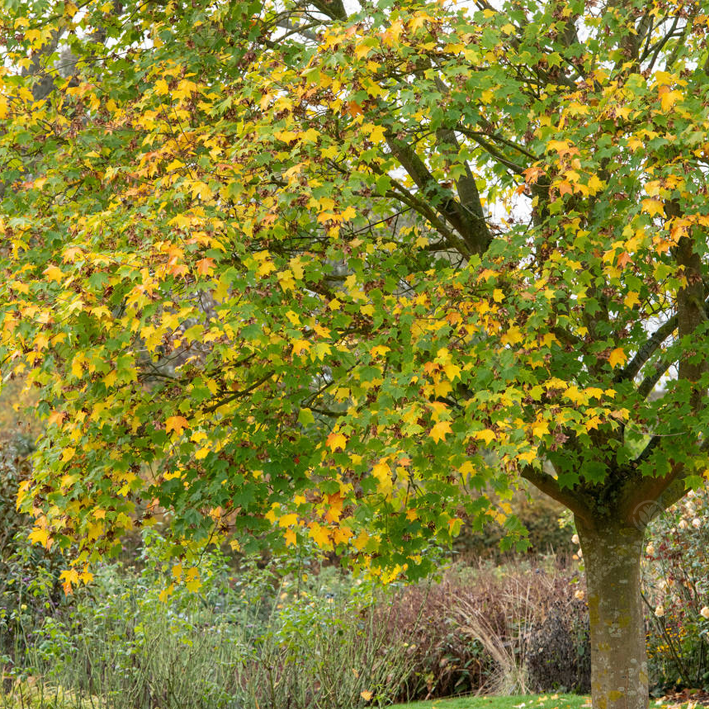 Acer Aureum Tree (12L, 5-6ft)