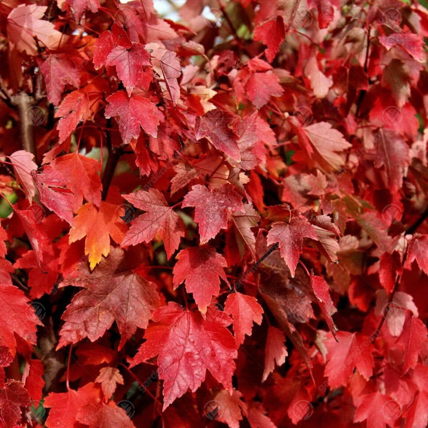 Acer Sun Valley Tree (12L, 5-6ft)