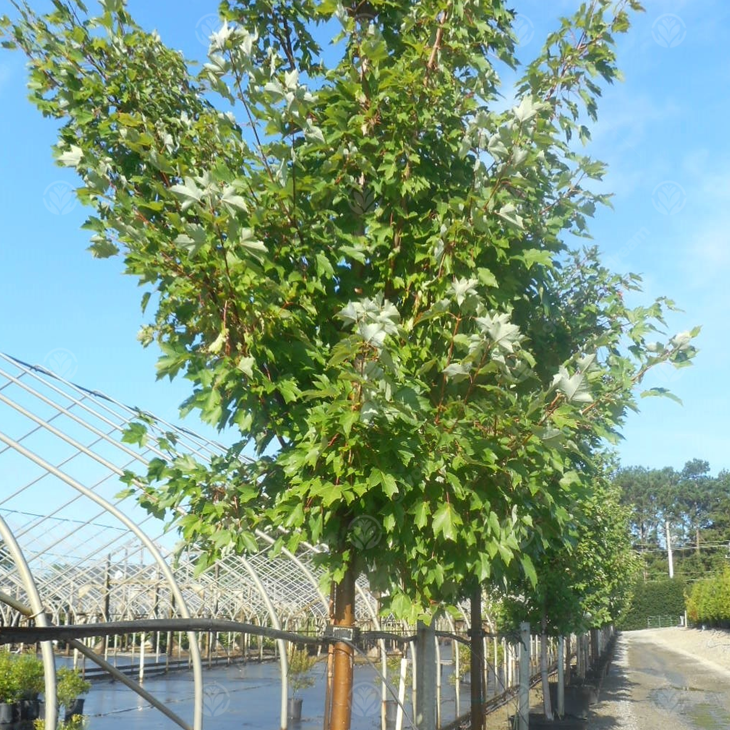 Acer Sun Valley Tree (12L, 5-6ft)