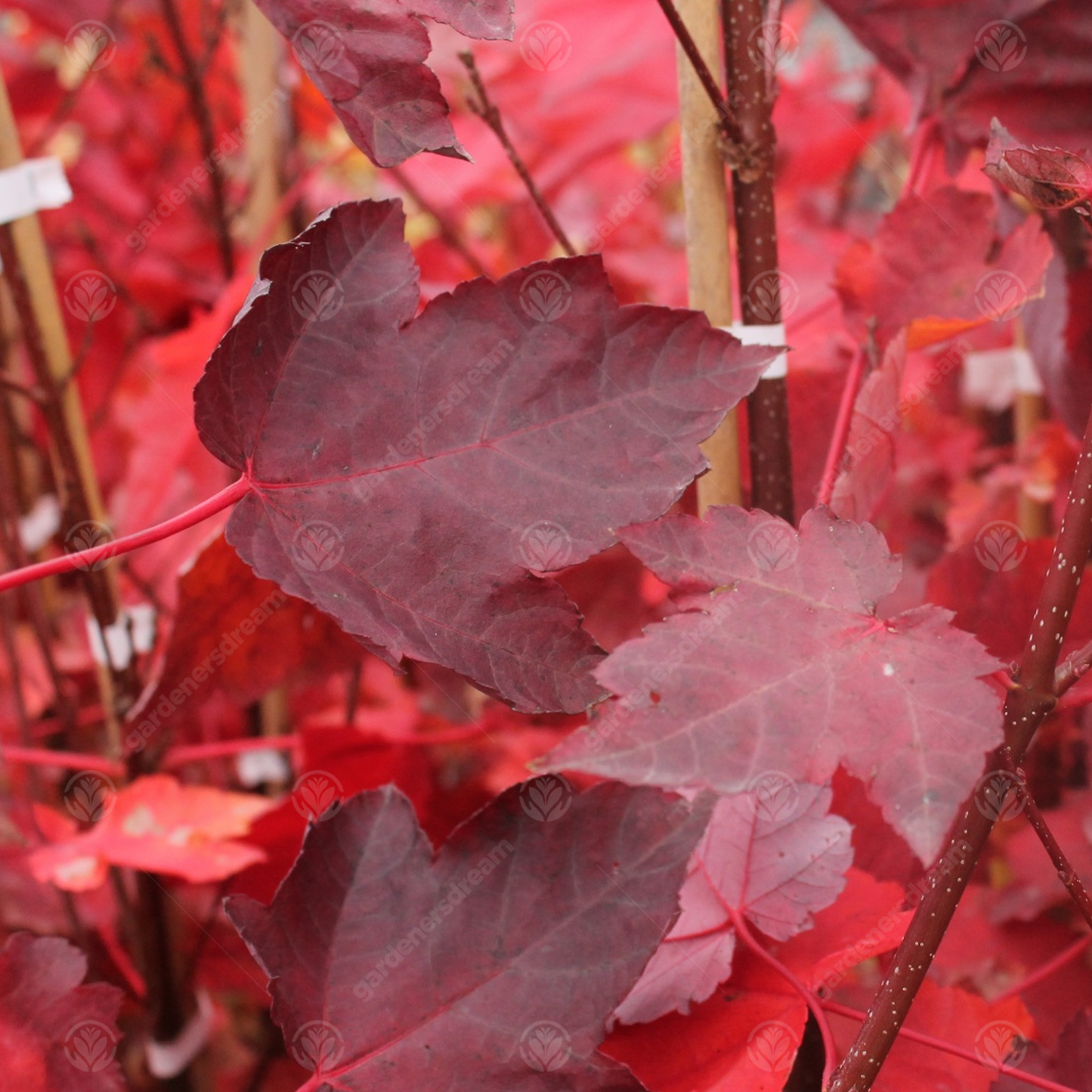 Acer Sun Valley Tree (12L, 5-6ft)