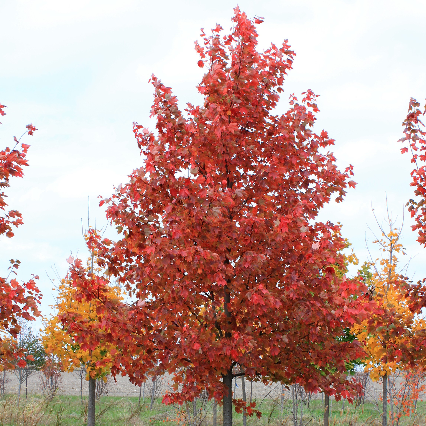 Acer Sun Valley Tree (12L, 5-6ft)