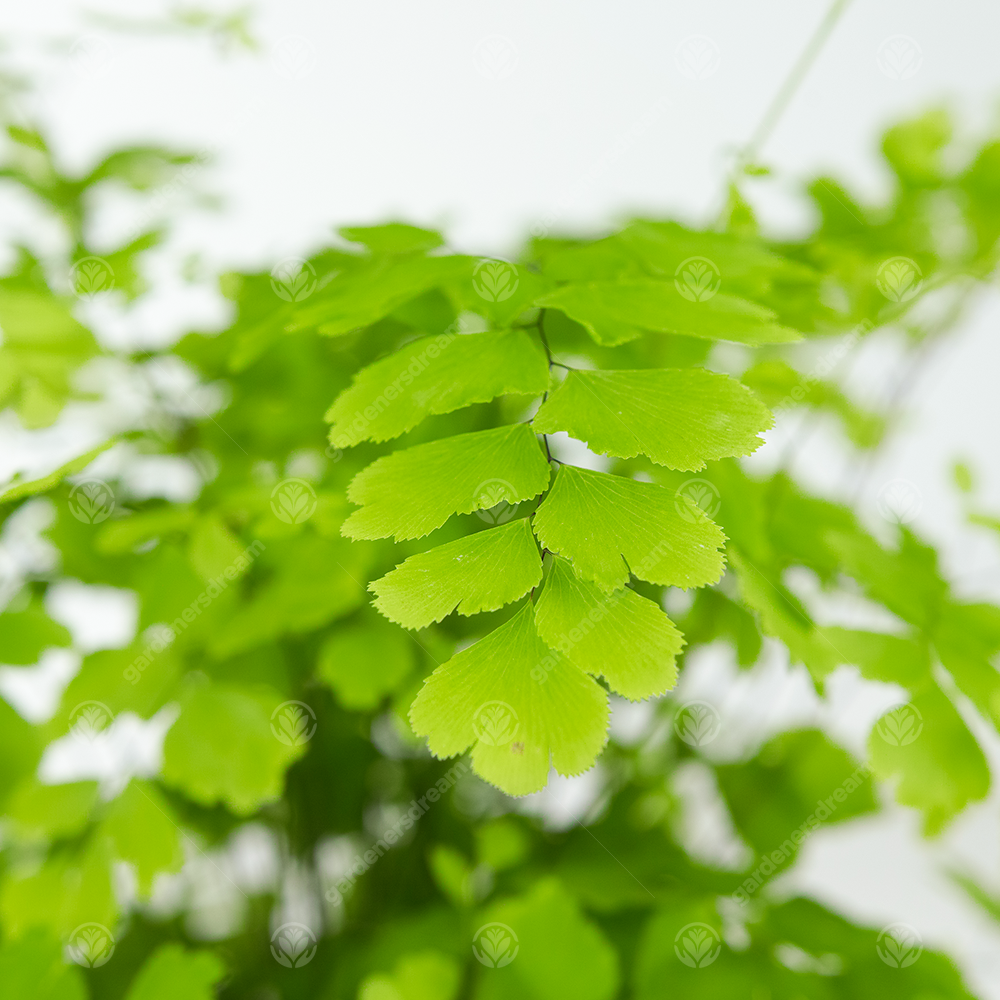 Adiantum raddianum Fragrans (12cm)