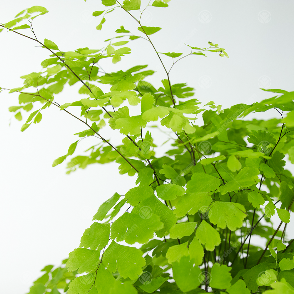 Adiantum raddianum Fragrans (12cm)