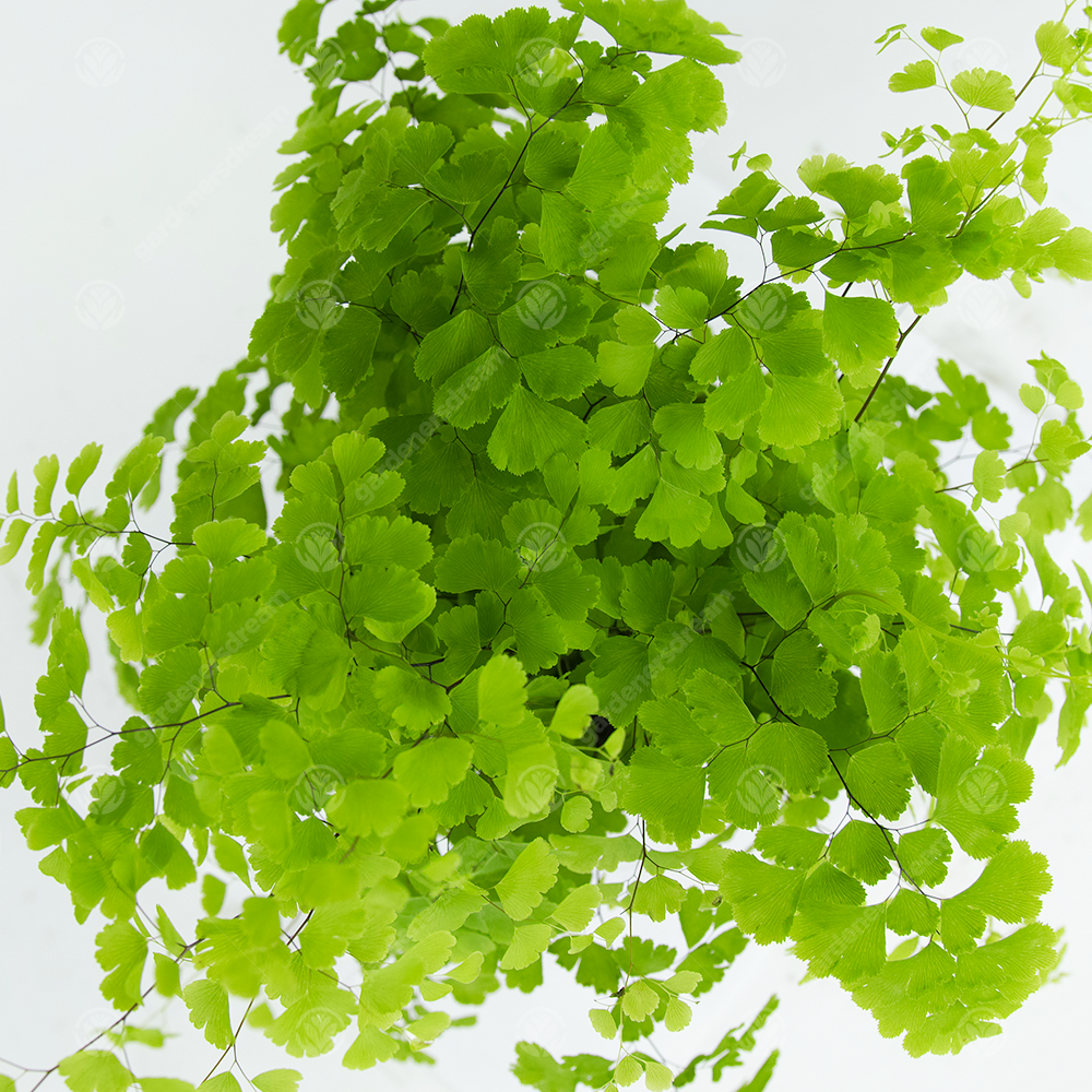 Adiantum raddianum Fragrans (12cm)