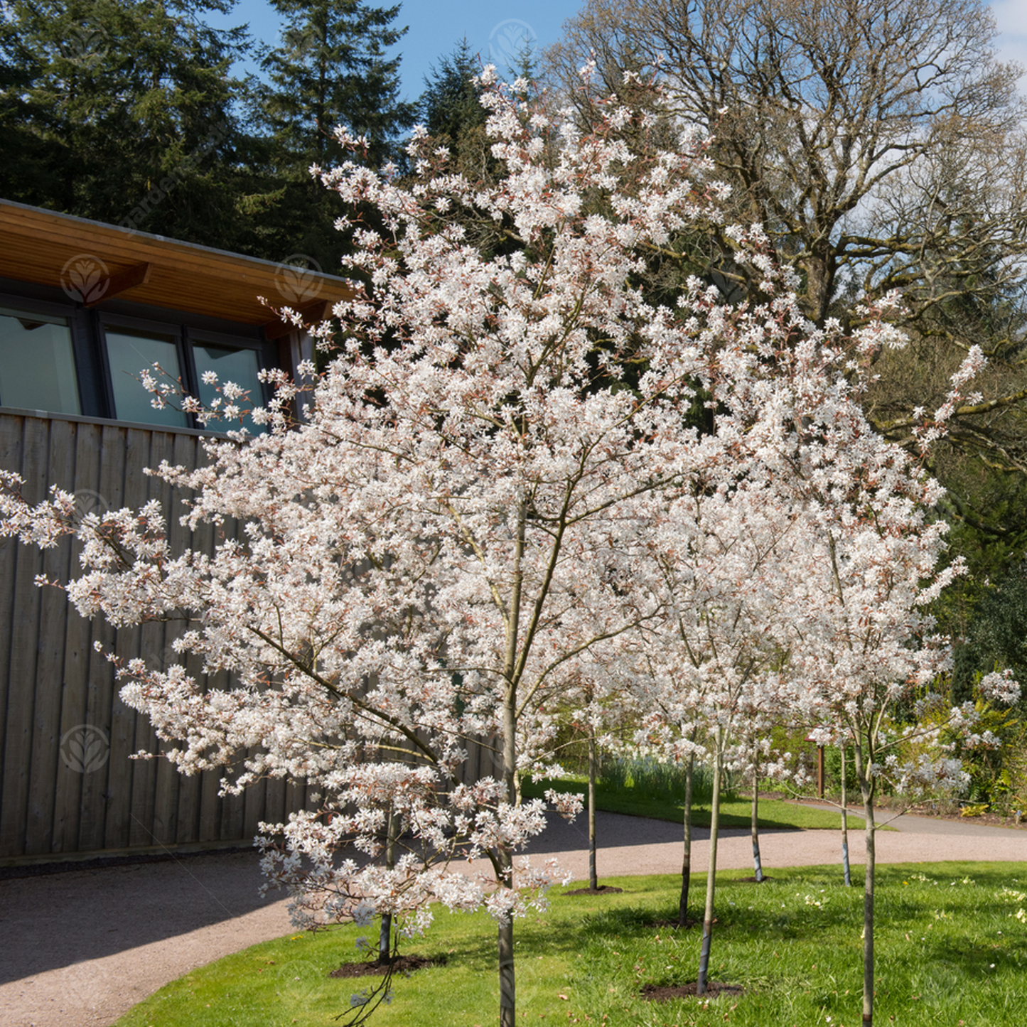 Amelanchier La Paloma Tree (12L, 5-6ft)