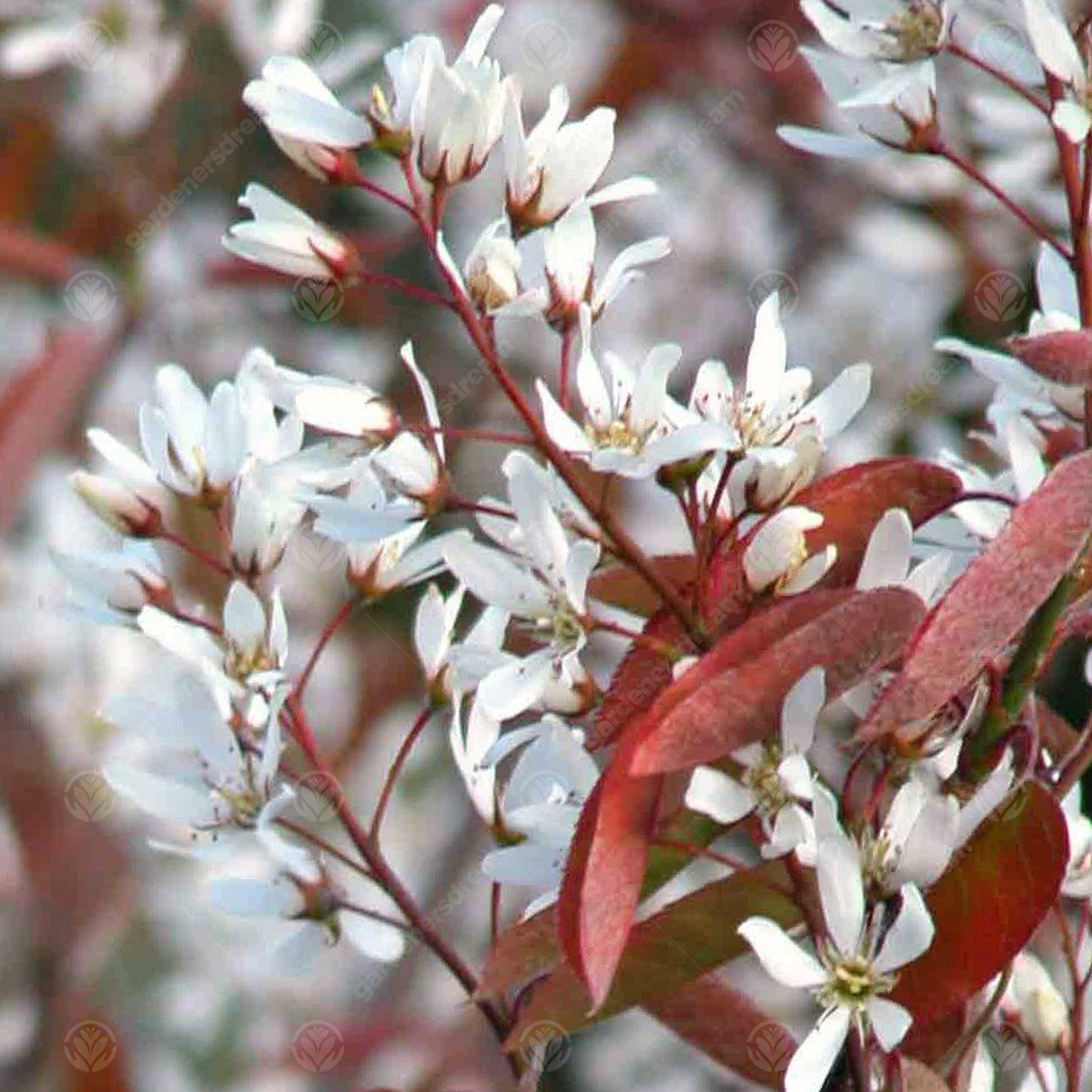 Amelanchier La Paloma Tree (12L, 5-6ft)