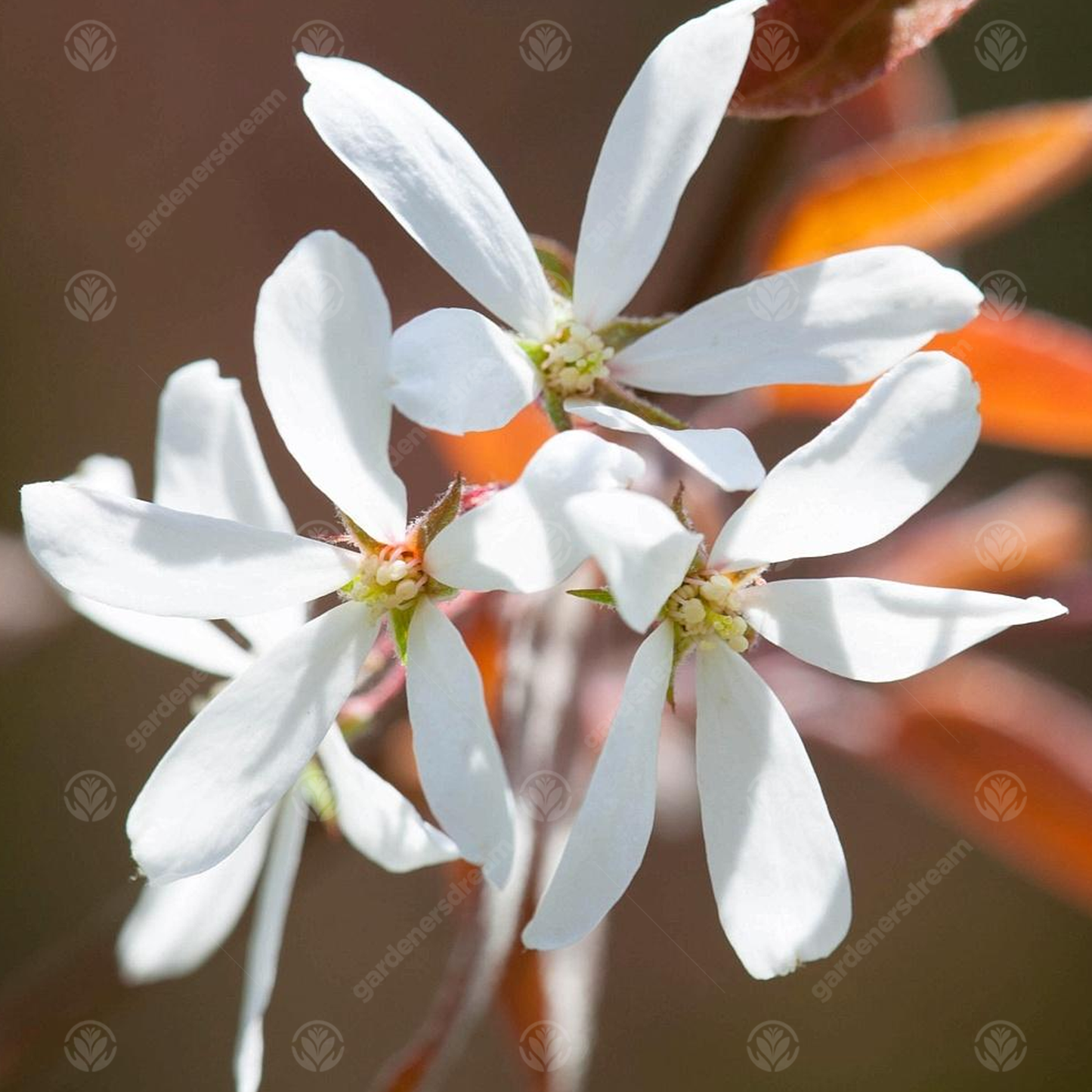 Amelanchier La Paloma Tree (12L, 5-6ft)
