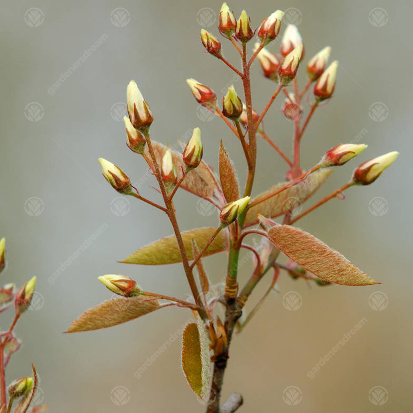 Amelanchier Robin Hill Tree (12L, 5-6ft)