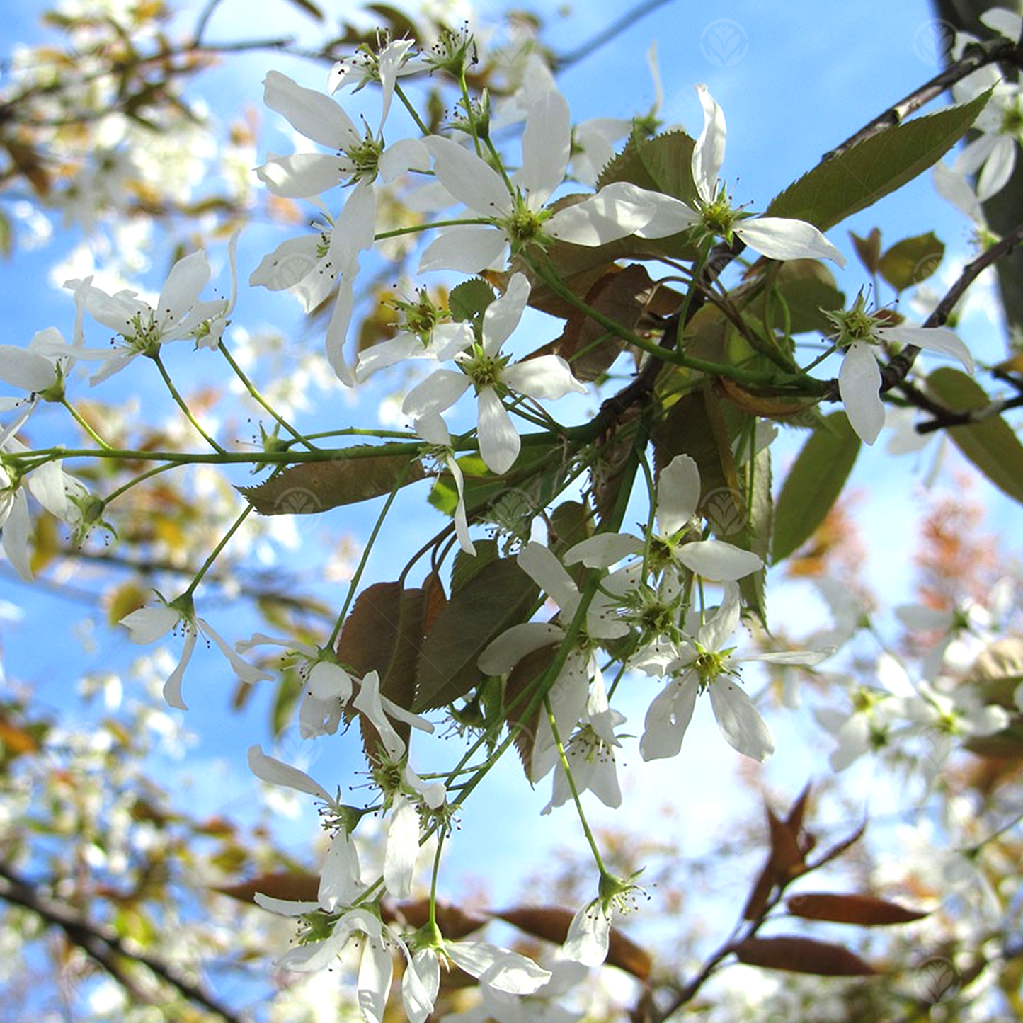 Amelanchier Robin Hill Tree (12L, 5-6ft)