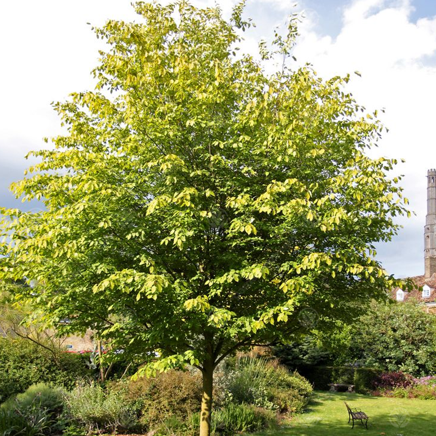 Amelanchier Robin Hill Tree (12L, 5-6ft)